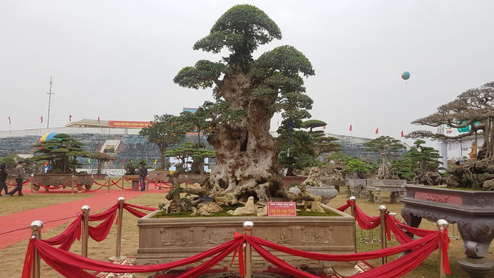 Trải thảm đỏ cho 'cụ' duối ngàn tuổi giá 6 tỷ Ảnh 3