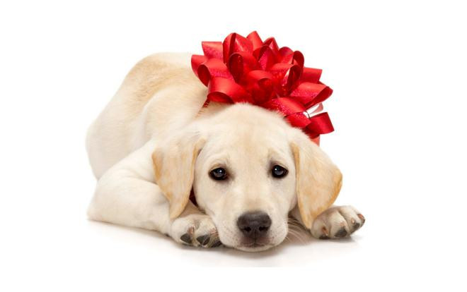 Ông chủ tâm lý nhất năm: Tặng cún cho nhân viên độc thân để Valentine bớt cô đơn Ảnh 2