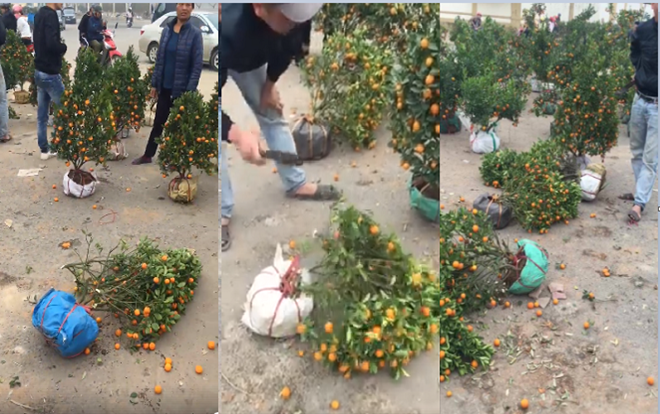 Clip thanh niên đập nát cây cảnh chiều 30 Tết: 'Đập hết để người khác thấy nỗi khổ của người bán' Ảnh 2