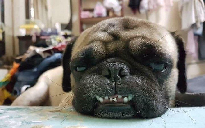Tết Mậu Tuất 2018, dân tình đua nhau khoe 'biểu cảm của boss' Ảnh 2