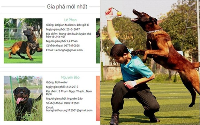 Võ sư karate lập gia phả cho 5000 con chó Ảnh 2