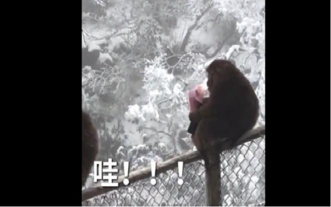 Bật cười cảnh khỉ tinh quái lục tiền trong ví du khách rồi tung vào không trung Ảnh 2