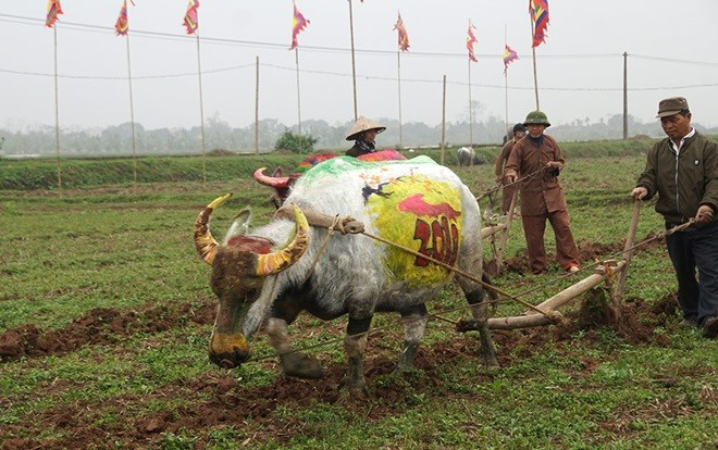 Tận mắt chiêm ngưỡng 10 con trâu được họa sĩ vẽ sặc sỡ tham gia lễ hội Tịch điền Ảnh 2