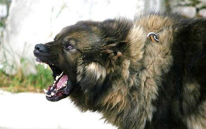 Đây là loài chó hiếm hoi sở hữu lực cắn còn mạnh mẽ hơn cả ngao Tây Tạng Ảnh 2