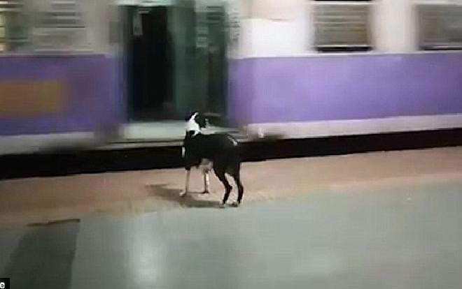 Cứ 11h đêm, con chó nhỏ này lại tới ga tàu để làm một điều lạ lùng Ảnh 2