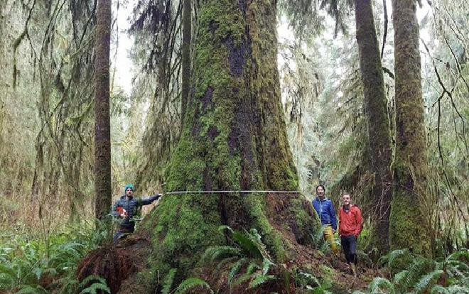 Loài cây 'cô đơn' nhất thế giới ẩn chứa những câu chuyện sinh tồn Ảnh 2