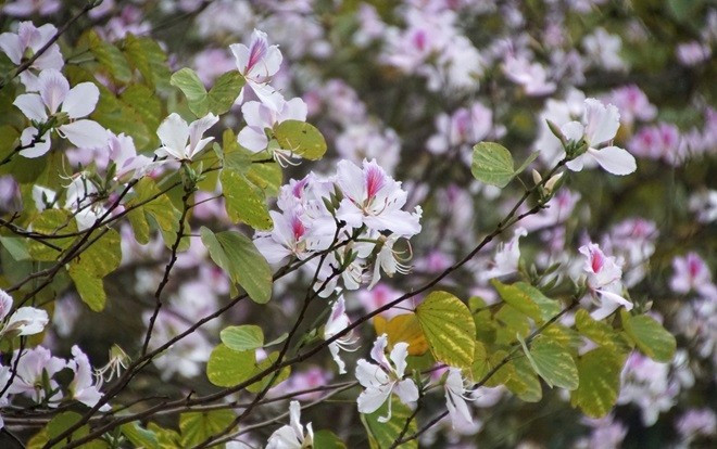 Ngẩn ngơ ngắm hoa ban Tây Bắc nhuộm tím phố phường ngày xuân sang Ảnh 2