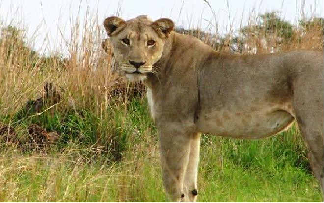 Nữ du khách bị sư tử tấn công dữ dội rồi tử vong tại chỗ Ảnh 2