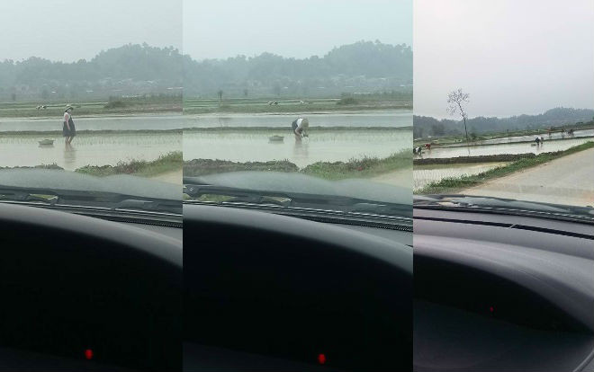 Bụng bầu vượt mặt, người phụ nữ vẫn xuống đồng đi cấy khiến nhiều người thương cảm Ảnh 2