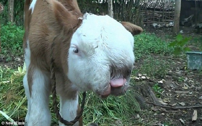 Kỳ lạ chú bê nhưng lại mang khuôn mặt của một con mèo Ba Tư Ảnh 2