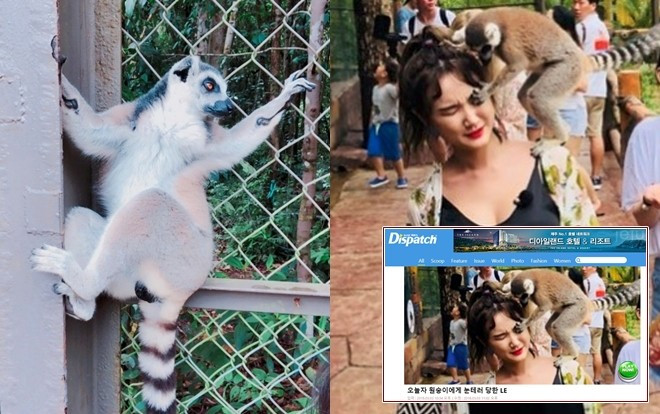 Báo Hàn đăng khoảnh khắc ‘dở khóc dở cười’ của LE (EXID): Bị khỉ ‘tấn công’ tại Phú Quốc Ảnh 2