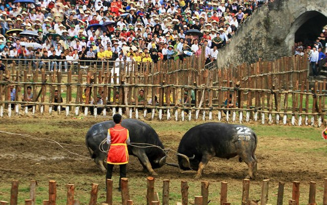 Lễ hội chọi trâu Hải Lựu quá tải khách tham dự khi mở cửa miễn phí Ảnh 2