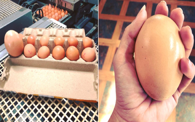 'Há hốc mồm' trước quả trứng gà khổng lồ '2 trong 1' Ảnh 2