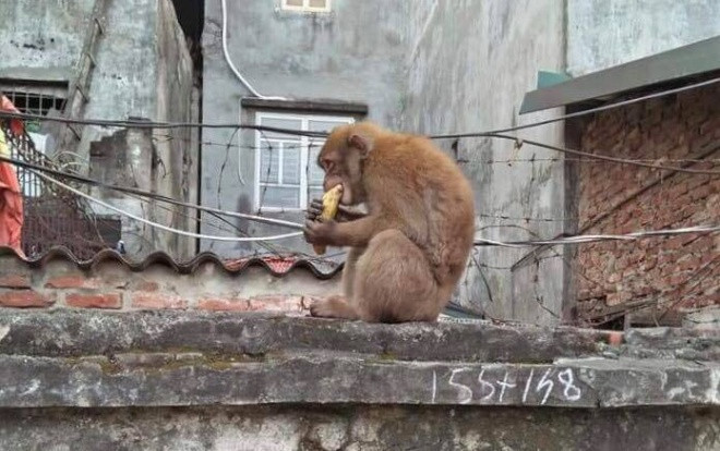 Hàng trăm người gặp phiền toái vì bị khỉ hoang quậy phá Ảnh 2