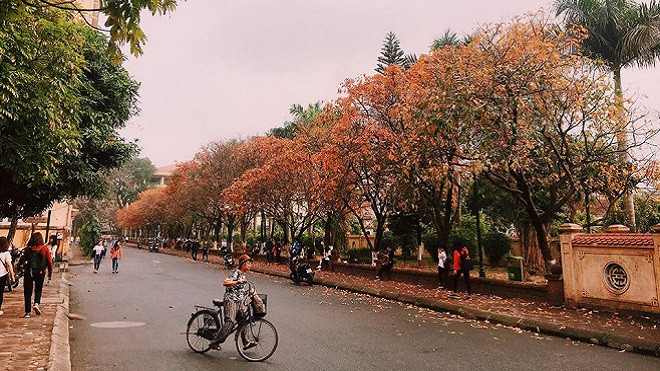 Có một con đường tình yêu đẹp hết nấc ở ĐH Sư Phạm Hà Nội trong mùa thay lá này Ảnh 2