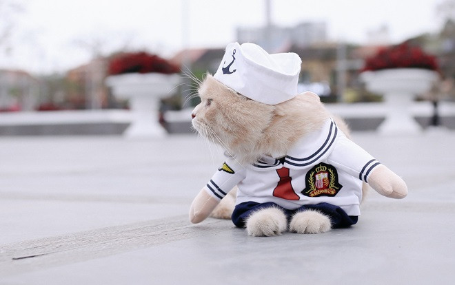 Về Hải Phòng 'diện kiến' chú mèo tên Chó và cậu chủ siêu cute đang nổi danh khắp MXH tây ta Ảnh 2