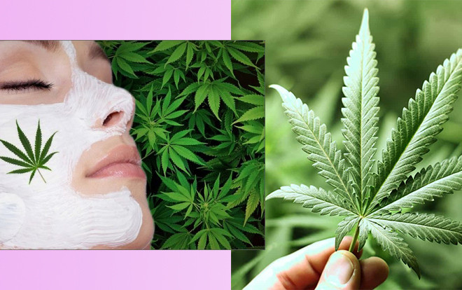 Thật bất ngờ, cần sa có thể trị mụn, chống lão hoá, kèm loạt công dụng sau Ảnh 2