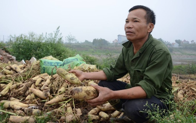 Bộ Nông nghiệp chỉ đạo khẩn trương kiểm tra rau, củ bị vứt bỏ vì nông dân không bán được Ảnh 2