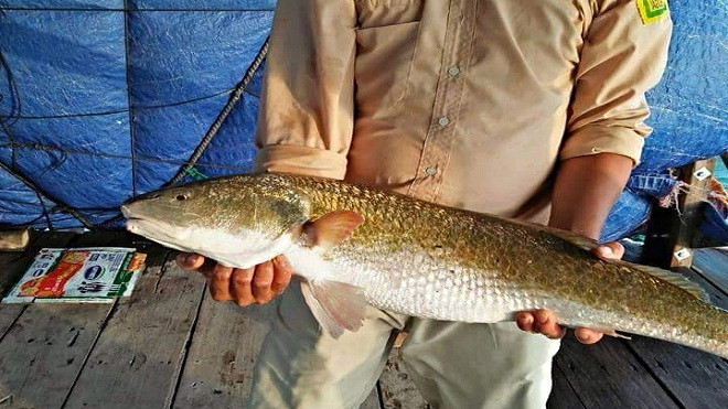 2 'cần thủ' câu được cá sủ vàng quý hiếm, khách trả 400 triệu nhưng chưa bán Ảnh 2