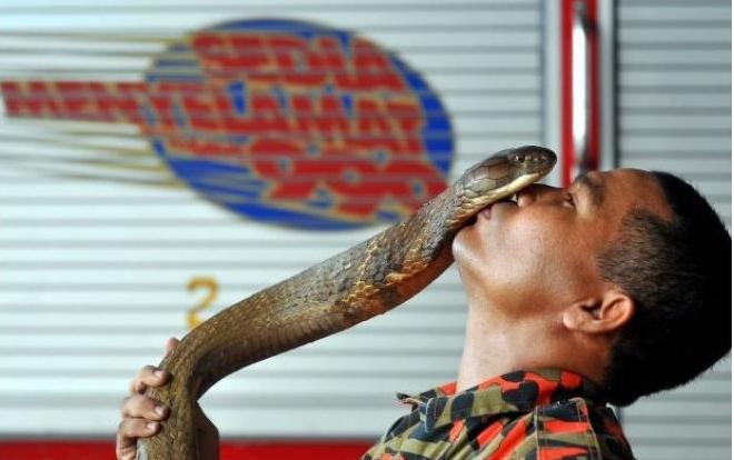 Sinh nghề tử nghiệp: Chuyên gia rắn bị hổ mang chúa cực độc cắn chết Ảnh 2