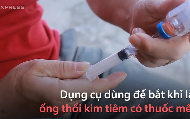 Vườn thú Hà Nội dùng ống thổi bắn thuốc mê bắt khỉ hoang Ảnh 2