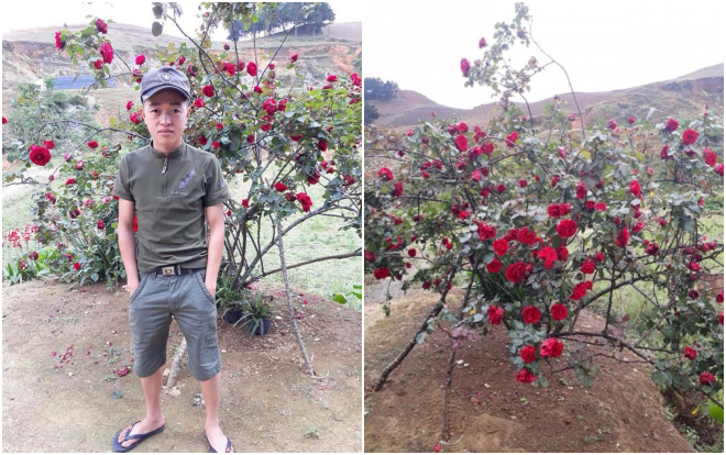 Chủ cây hồng gần 20 năm tuổi bị trộm cuỗm: ‘Dù rất tiếc nhưng khả năng không tìm thấy nữa’ Ảnh 2