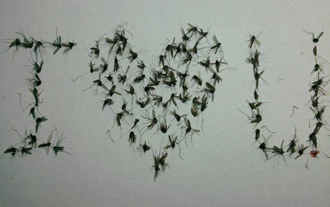 Loạt ảnh chứng minh muỗi, gián lên ngôi thành 'thú cưng' của giới trẻ Ảnh 2