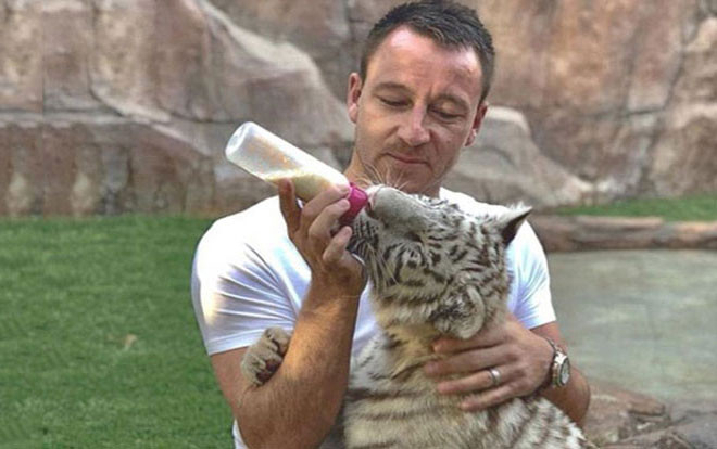 Cựu đội trưởng Chelsea cho hổ trắng 'bú bình' xả stress Ảnh 2