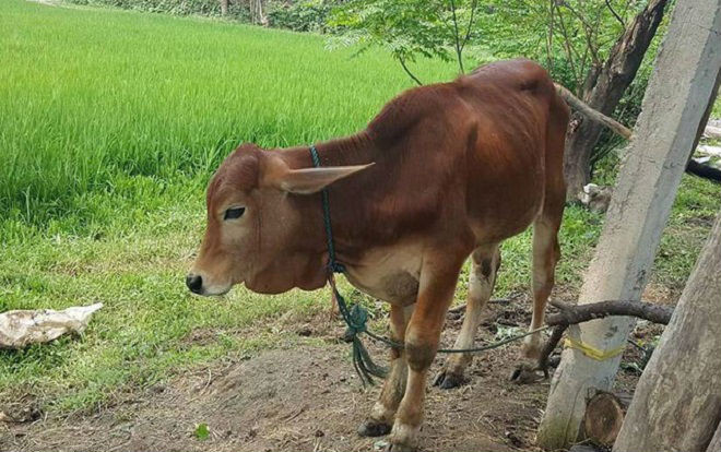 Tỉnh cấp bò giống, xã chia người nhà cán bộ làm thịt Ảnh 2