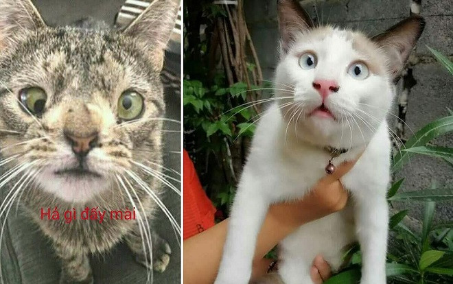 Các con Sen thi nhau khoe Boss mèo có gương mặt 'thần thái' nhất Vịnh Bắc Bộ! Ảnh 2