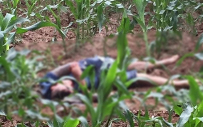 Phát hiện nam thanh niên tử vong với nhiều thương tích trên ruộng ngô Ảnh 2