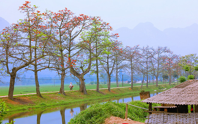 Đẹp nao lòng mùa hoa gạo tháng Ba rực đỏ ở Hà Nội Ảnh 2