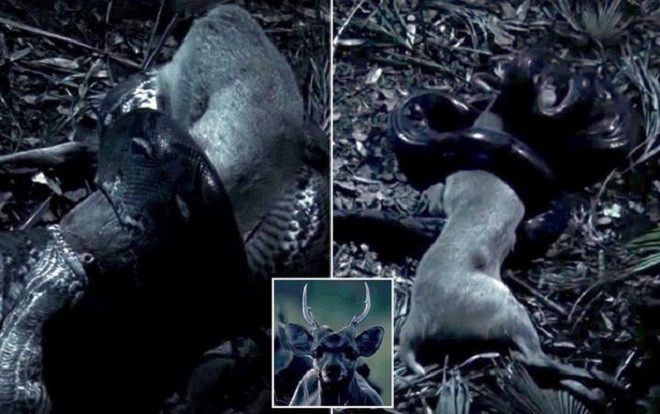 Trăn gấm hạ gục, nuốt trọn hươu 30kg Ảnh 2