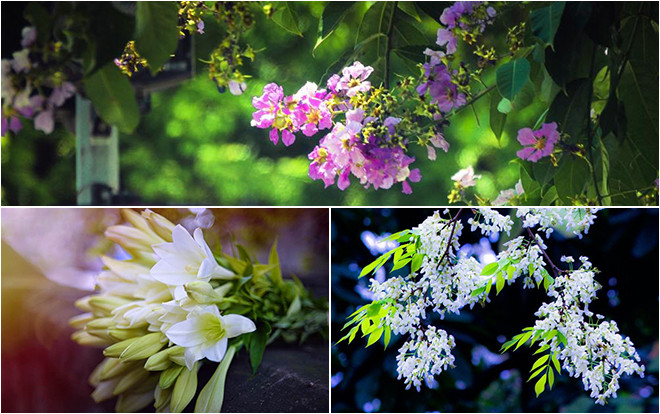 Nao lòng những sắc hoa gọi tháng Tư về Ảnh 2