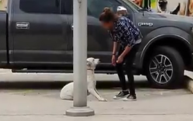 Hai chú chó quyết cố thủ một chỗ vì biết sắp bị chủ bỏ rơi Ảnh 2