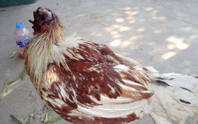 Chú gà bị chặt đầu một tuần vẫn sống và đi lại khỏe mạnh, người dân hiếu kỳ ùn ùn tới xem Ảnh 2