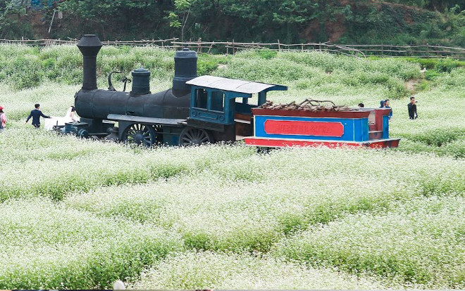 Bạn không nhìn nhầm đâu, hoa tam giác mạch đang nở rộ trái mùa tại Hà Nội đấy! Ảnh 2