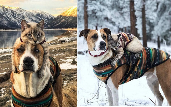 Không ngờ chó và mèo lại thân thiết, thậm chí còn đi phượt chung, có ảnh chung đẹp như thế này! Ảnh 2