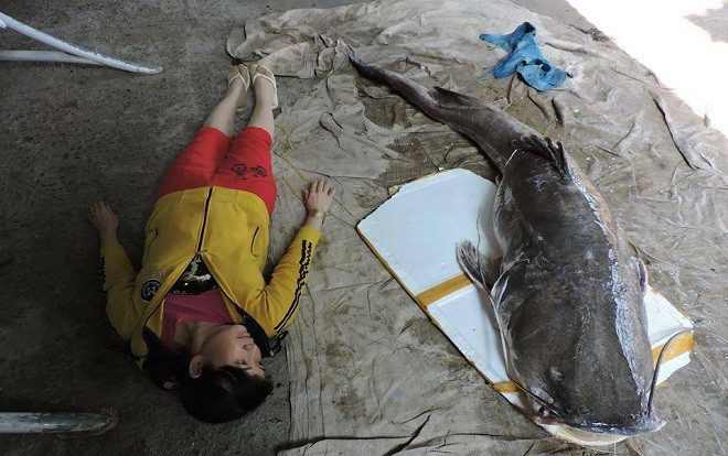 Người dân ở Đắk Lắk câu được cá lăng 'khủng' nặng gần 1 tạ trên sông Sêrêpốk Ảnh 2