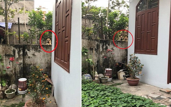 Thánh hóng hớt đây rồi: 2 chú chó suốt ngày rủ nhau leo rào nhìn qua nhà người khác Ảnh 2