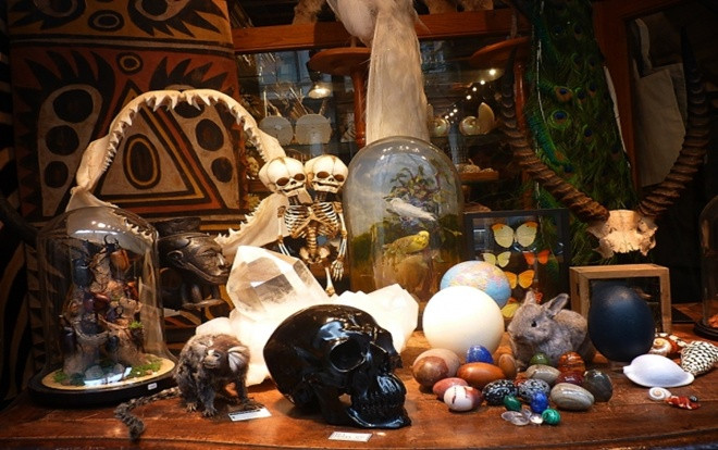 Cửa hàng chuyên bán đồ 'độc': Răng khủng long, bê hai đầu, xương dương vật gấu trúc Ảnh 2