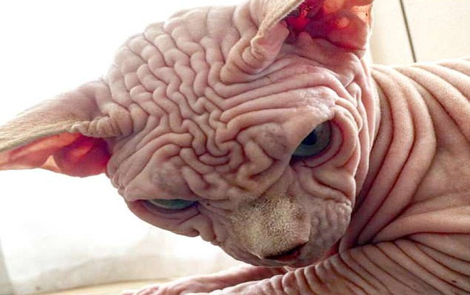 Chú mèo trụi lông mang khuôn mặt cau có gây sốt cộng đồng mạng Ảnh 2