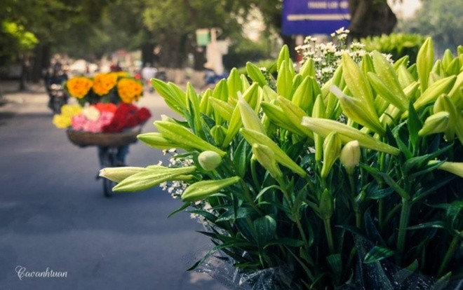 Tháng 4 ngọt ngào cùng cánh hoa loa kèn tinh khôi trên phố Ảnh 2