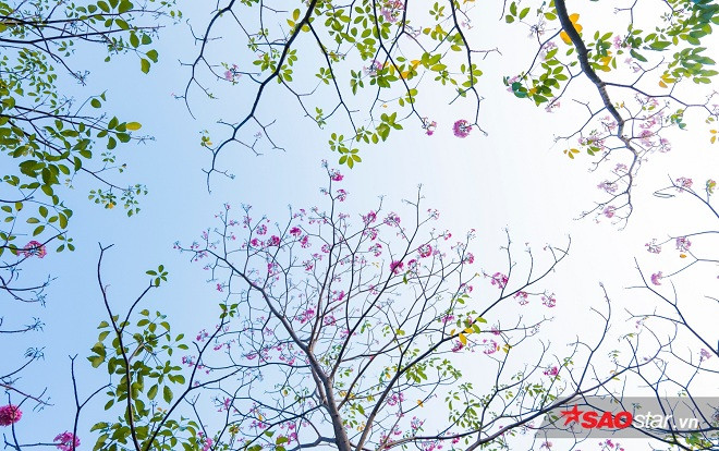 Sài Gòn tháng tư là mùa kèn hồng rợp trời nồng nàn và lãng đãng thế này đây! Ảnh 2