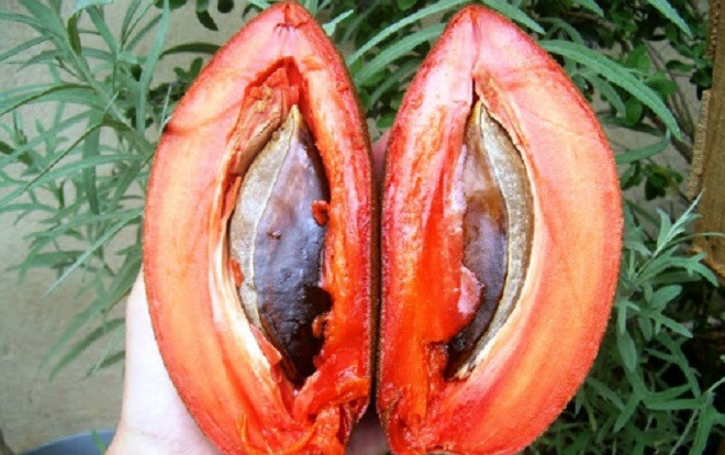 Sốt cây giống hồng xiêm ruột đỏ Ảnh 2