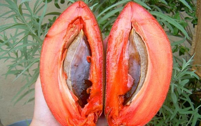 Hồng xiêm ruột đỏ khủng 2kg/quả độc lạ thế nào mà gây sốt ở Thủ đô? Ảnh 2