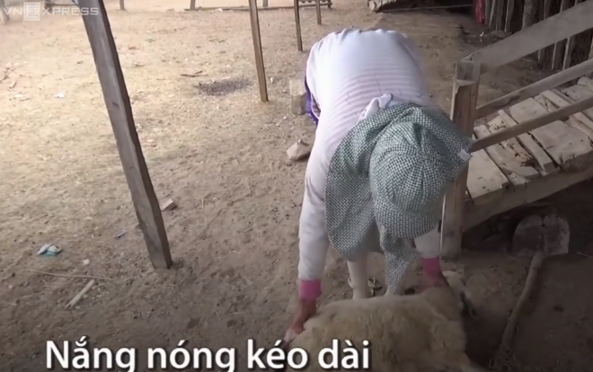 Nắng hạn khiến cừu Ninh Thuận chết liên tục Ảnh 2