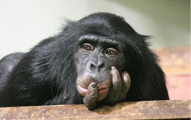 Làm bài test sau để biết liệu bạn có thông minh hơn một chú tinh tinh Ảnh 2