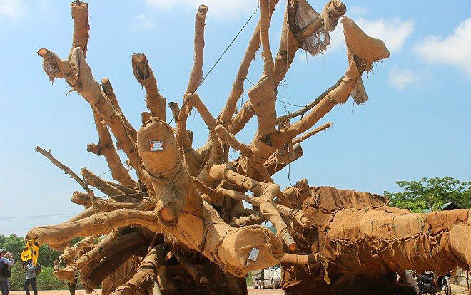 Lộ diện chủ nhân Hà Nội 32 tuổi của 2 cây 'quái thú' Ảnh 2