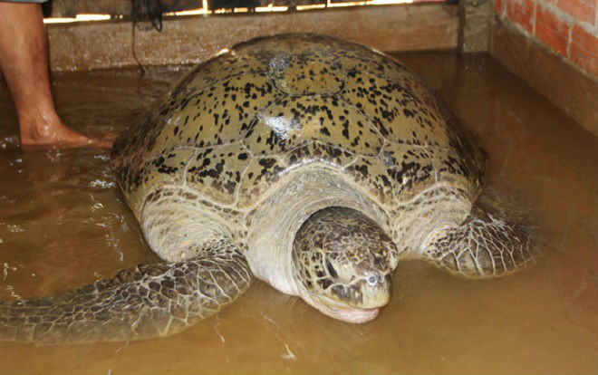 Bắt được rùa 200kg, thương lái trả 150 triệu người miền Tây không bán chỉ muốn thả Ảnh 2